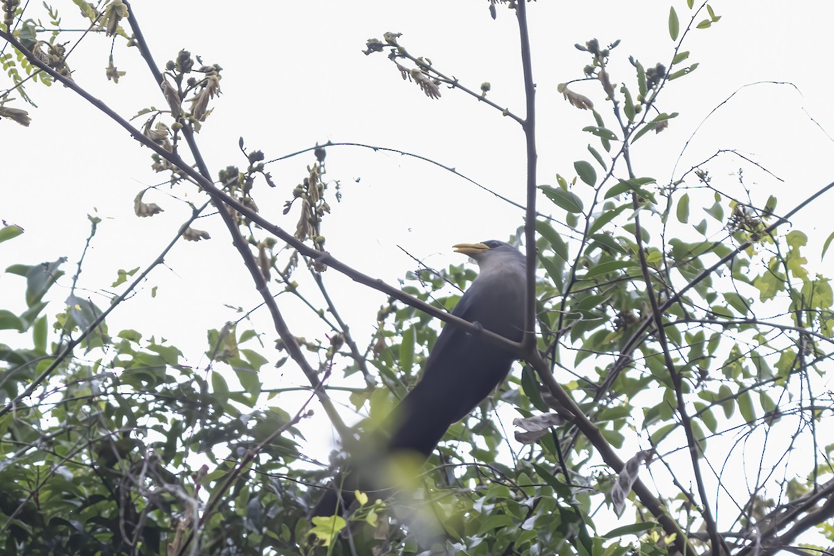 Green Malkoha - ML644454419