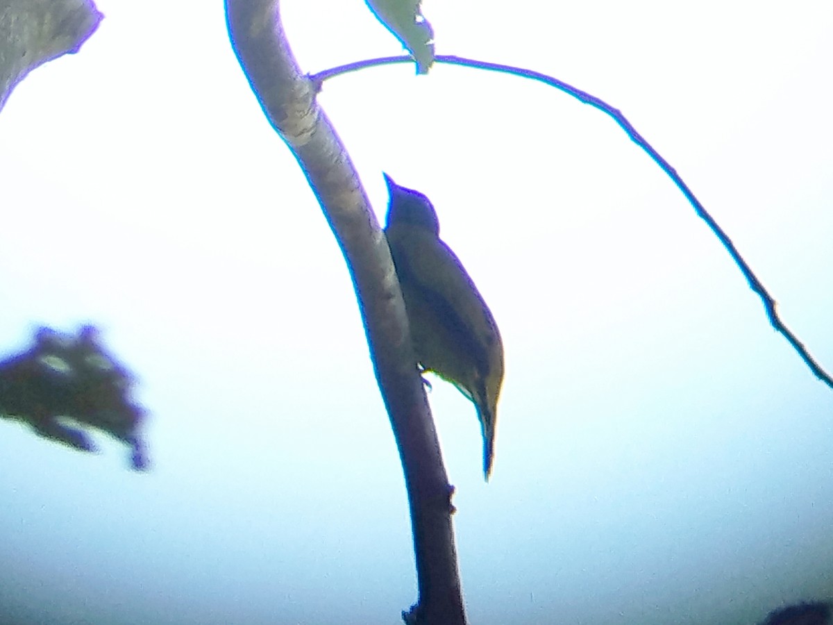 Black-headed Bulbul - ML644454432