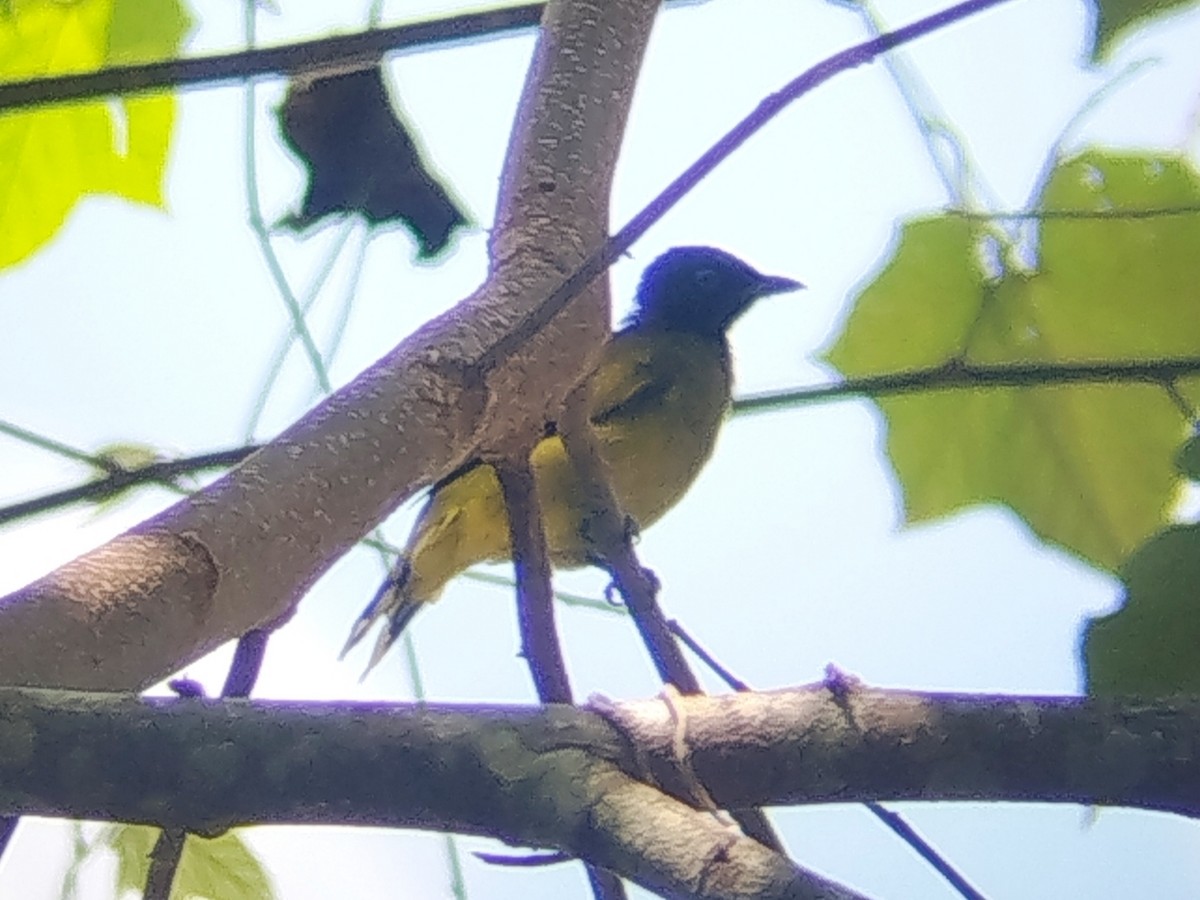 Black-headed Bulbul - ML644454433