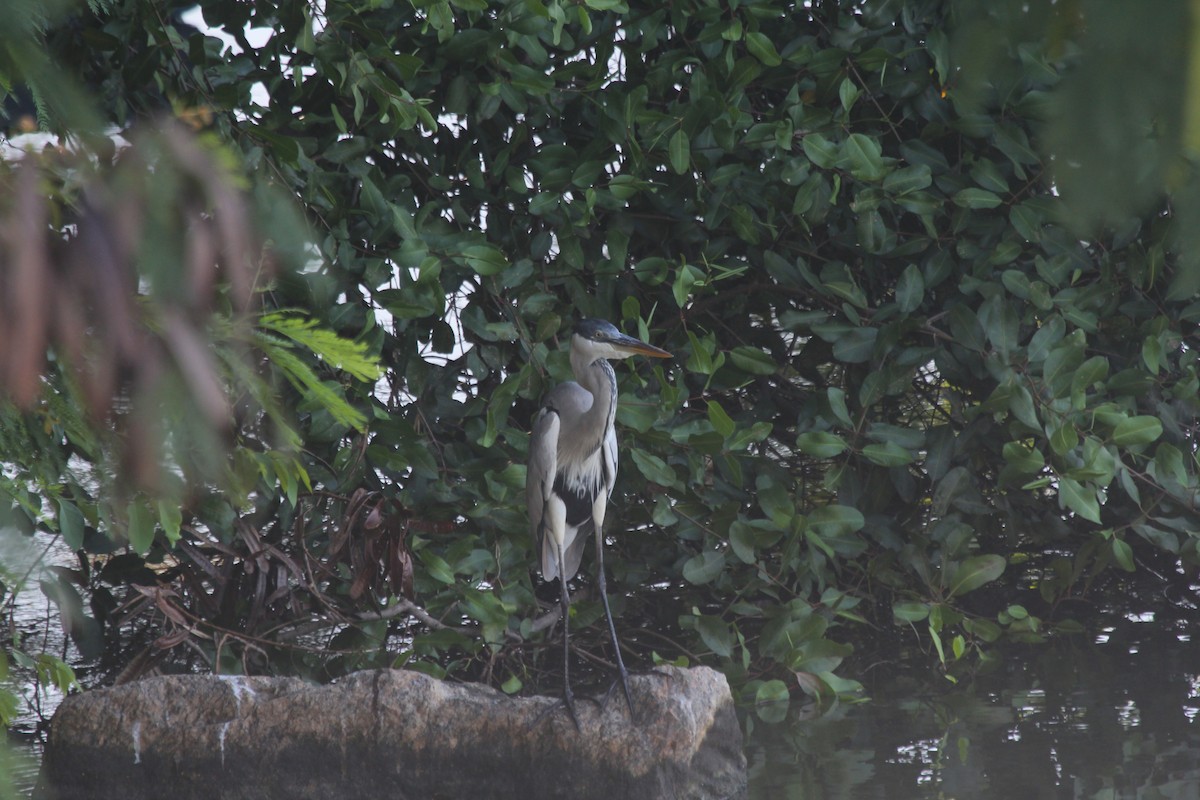 cocoihegre - ML644454438