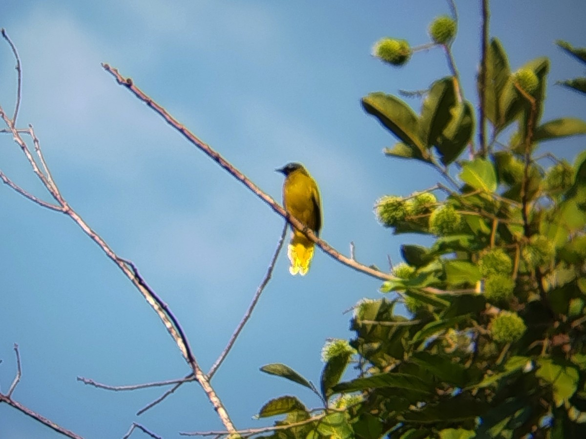 Black-headed Bulbul - ML644454441