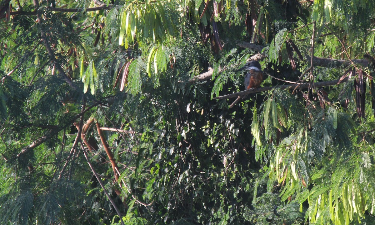 ringisfugl - ML644454447