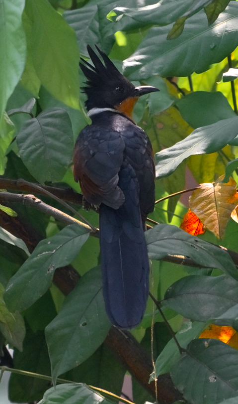 Chestnut-winged Cuckoo - ML644454450