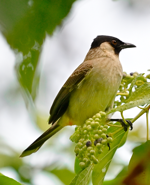 Bulbul Ventridorado - ML644454454