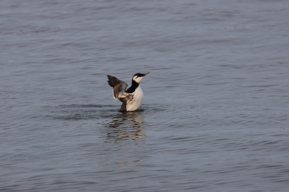 Кайра тонкодзьоба - ML644454468