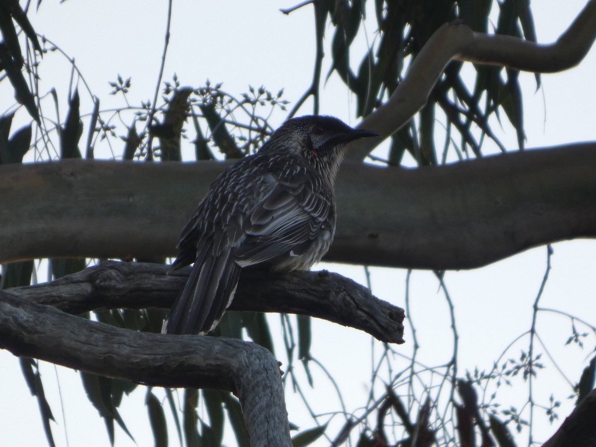 Red Wattlebird - ML644454473