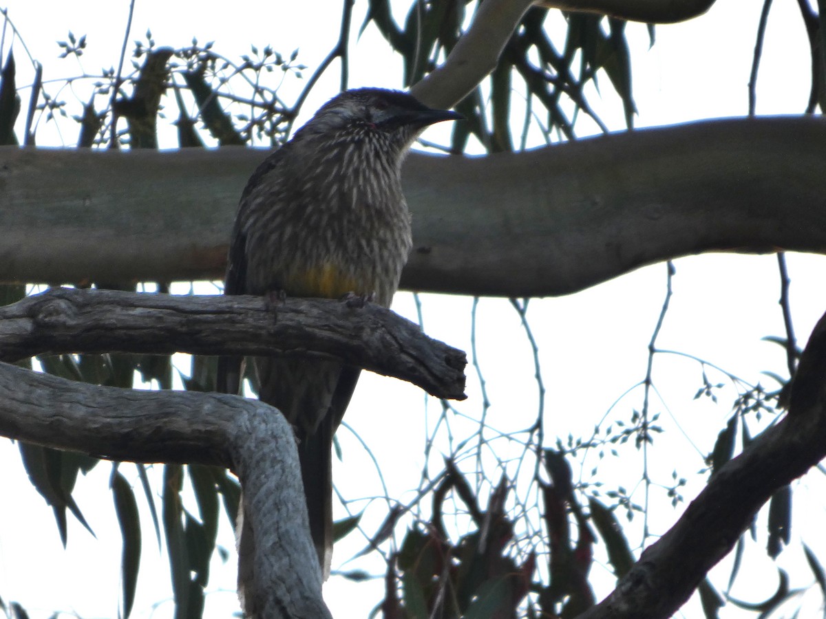 Red Wattlebird - ML644454474