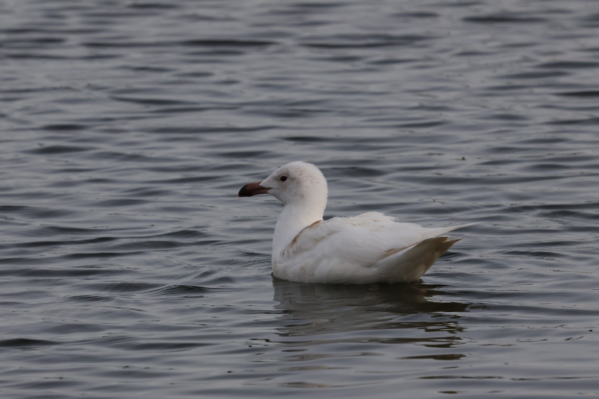 Mugnaiaccio - ML644454483