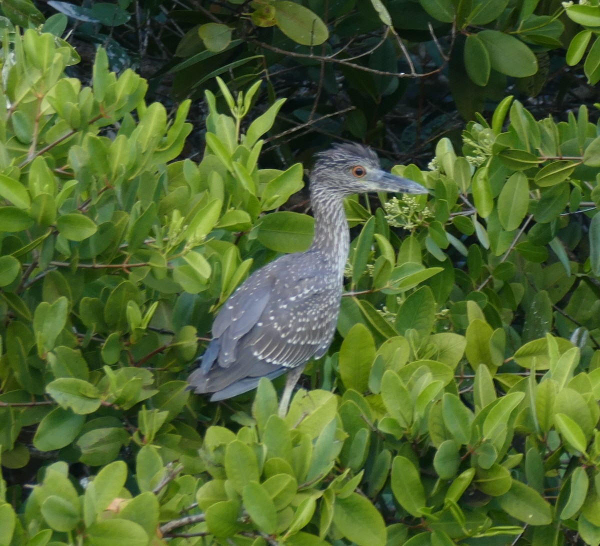אנפת לילה צהובת-כיפה - ML644454491