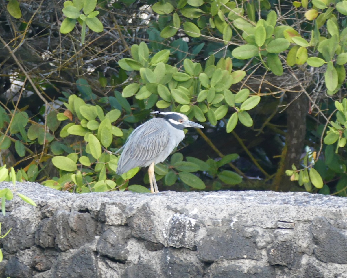 אנפת לילה צהובת-כיפה - ML644454492