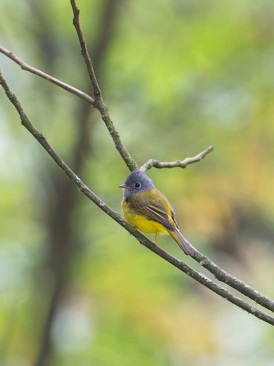 Gray-headed Canary-Flycatcher - ML644454495