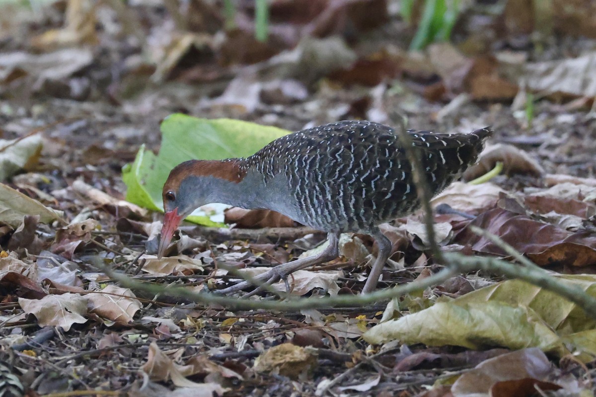 Râle strié - ML644454498