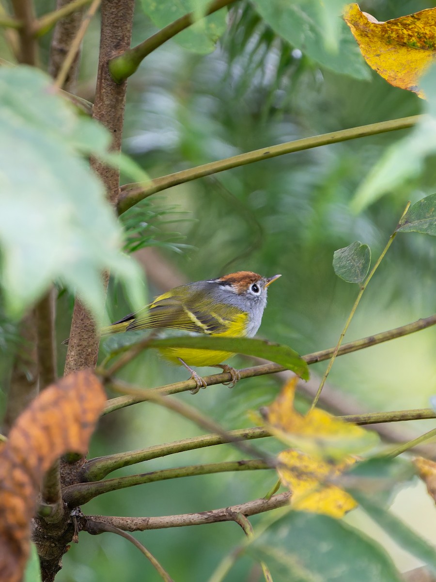 Chestnut-crowned Warbler - ML644454499