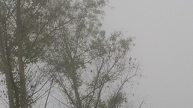 stripeskjeggfugl - ML644454505