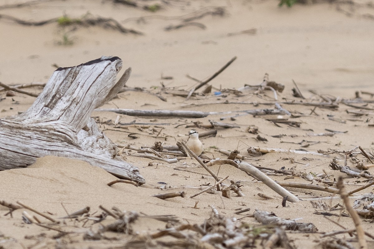 Белолобый зуёк - ML644454509