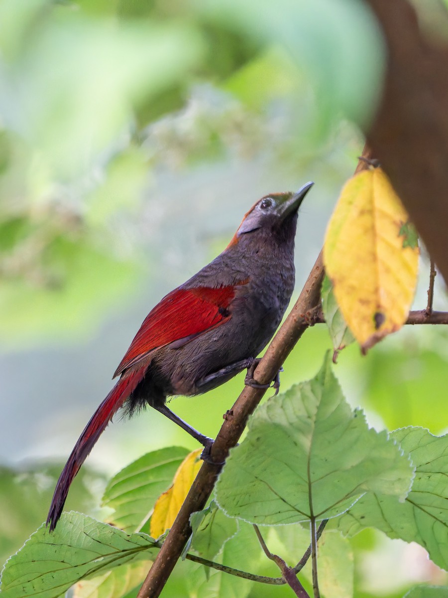 Red-tailed Laughingthrush - ML644454511