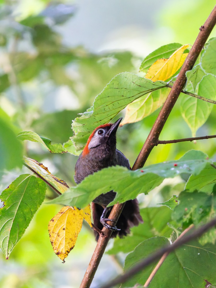 Red-tailed Laughingthrush - ML644454512