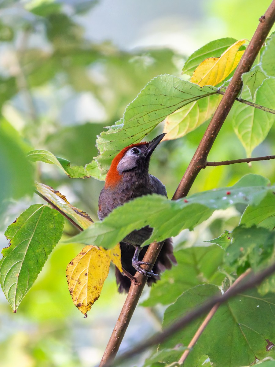 Red-tailed Laughingthrush - ML644454513