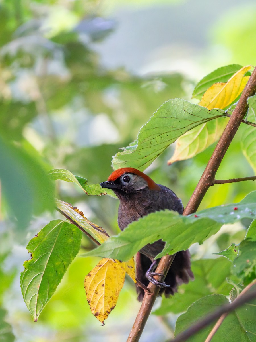 Red-tailed Laughingthrush - ML644454514