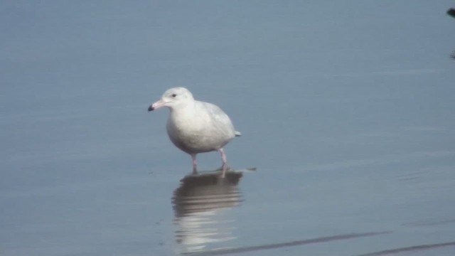 polarmåke - ML644454518