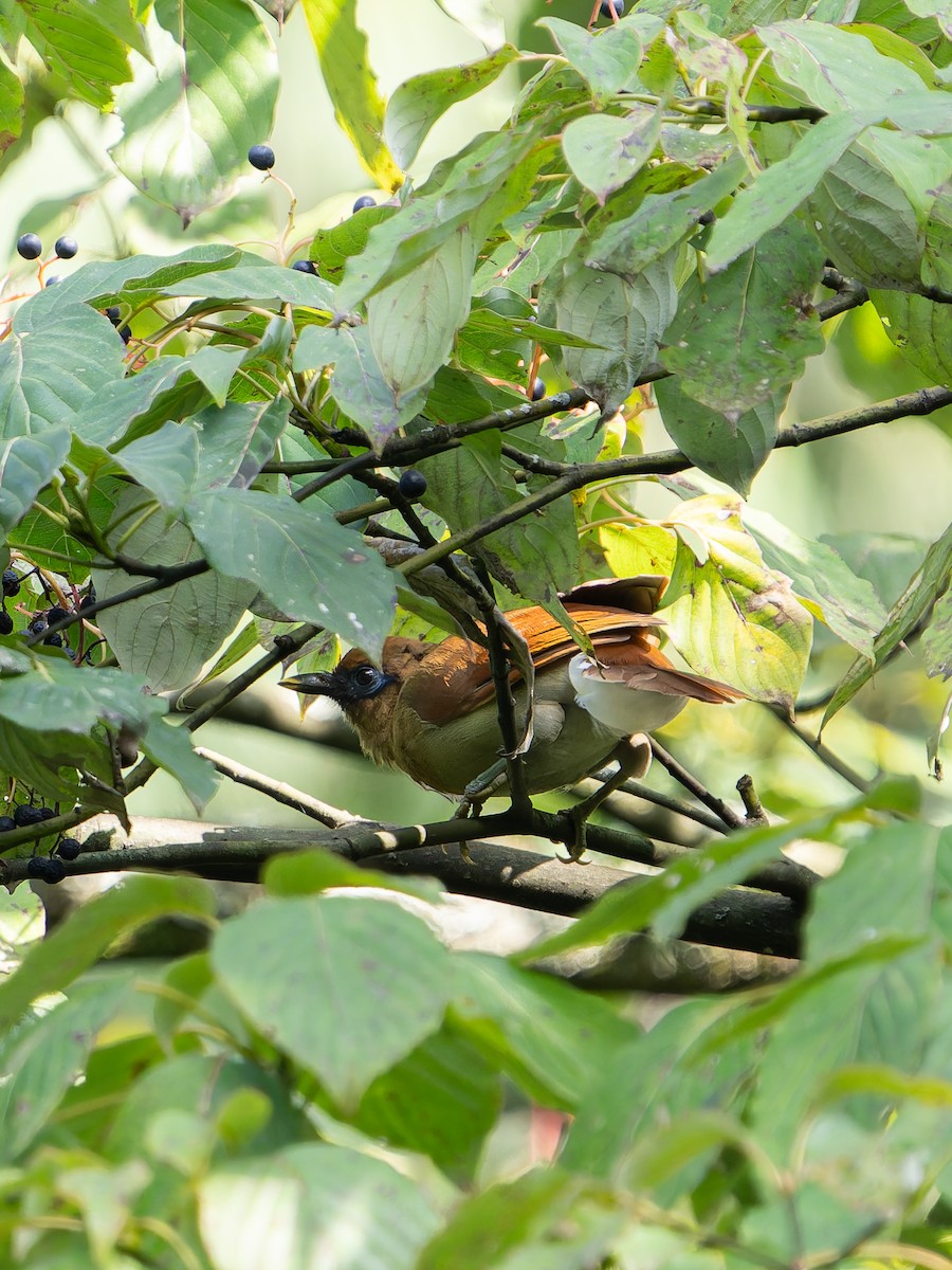 Buffy Laughingthrush - ML644454522