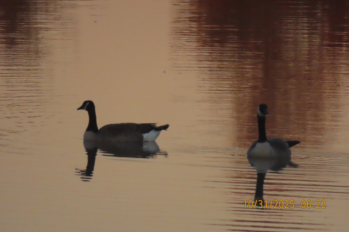 Branta kanadar handia - ML644454525