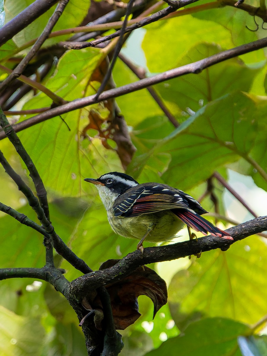 Краснохвостая минла - ML644454527
