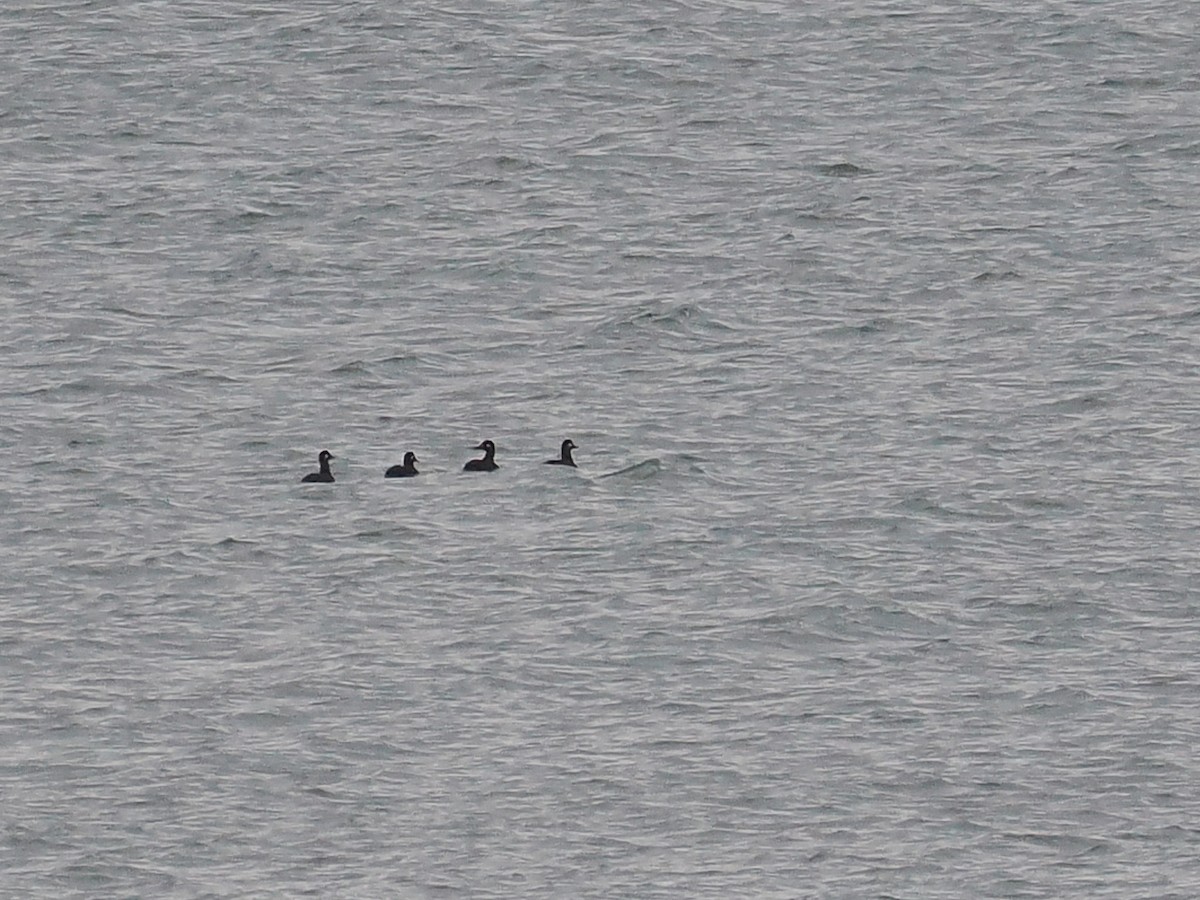 Macreuse brune - ML644454529