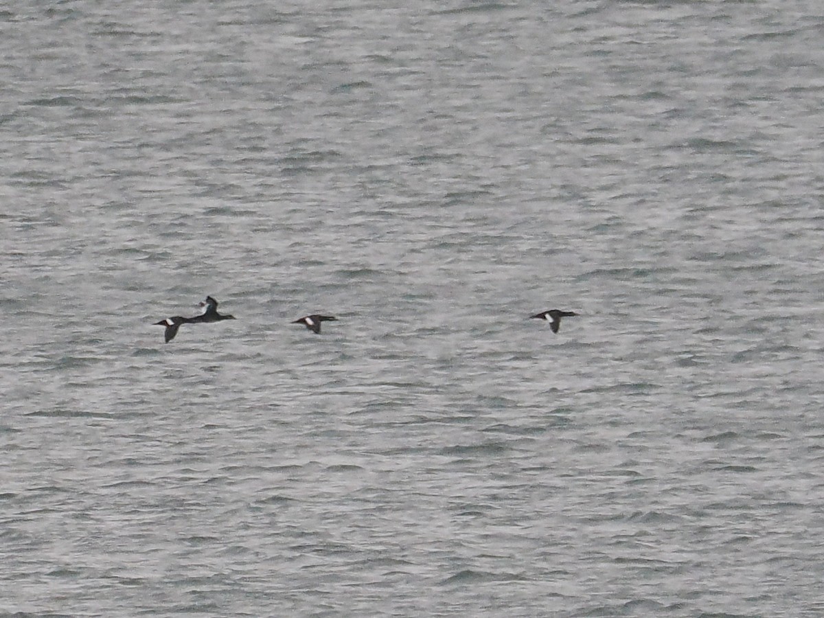 Macreuse brune - ML644454530