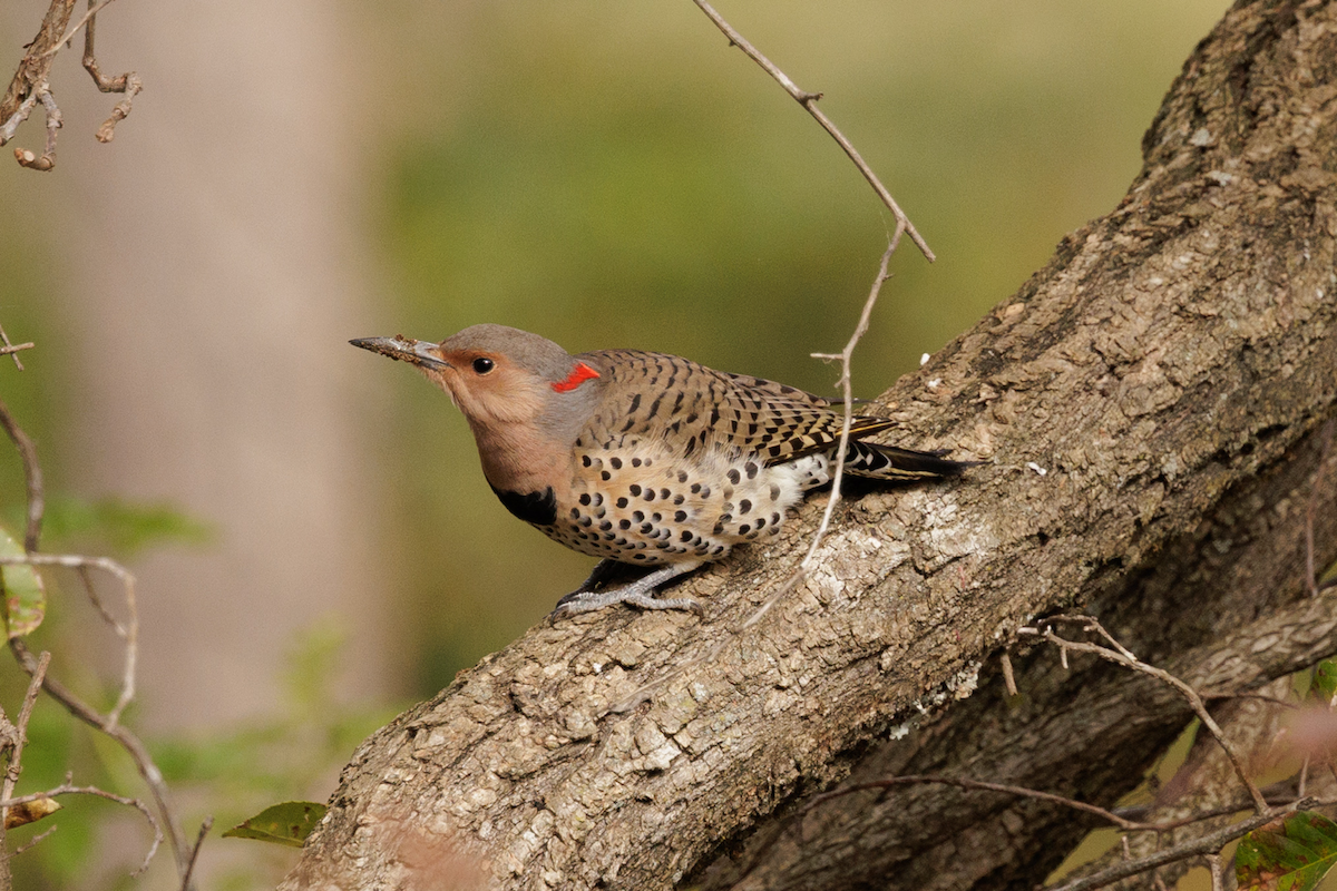 Northern Flicker - ML644454531