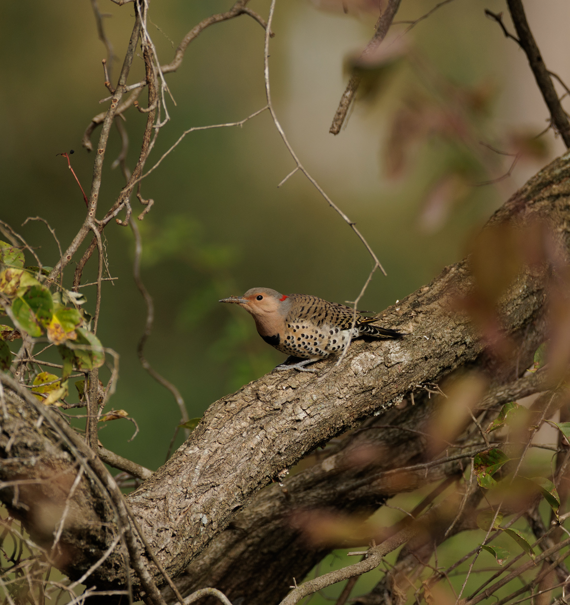 Northern Flicker - ML644454532