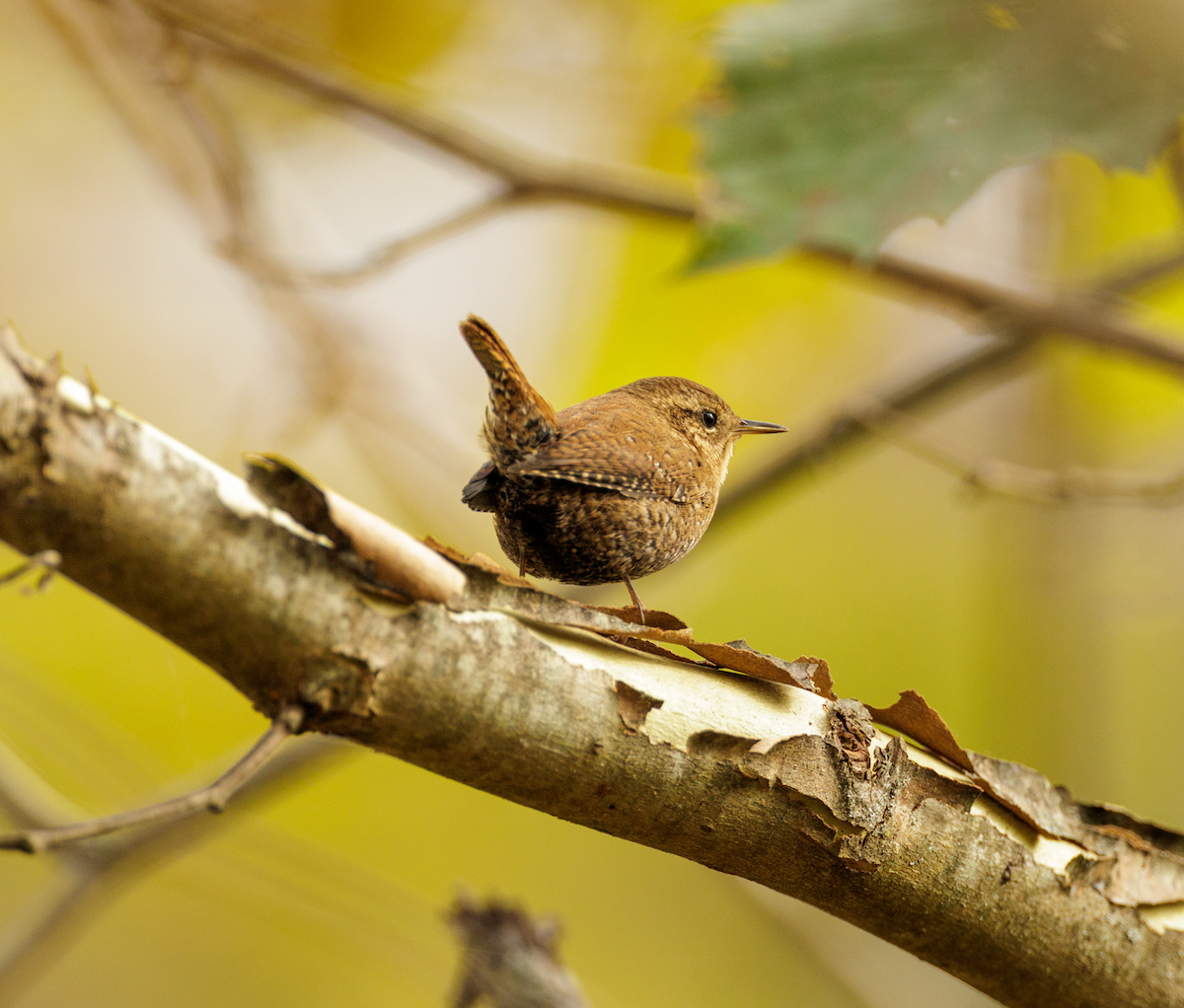 střízlík kanadský - ML644454537