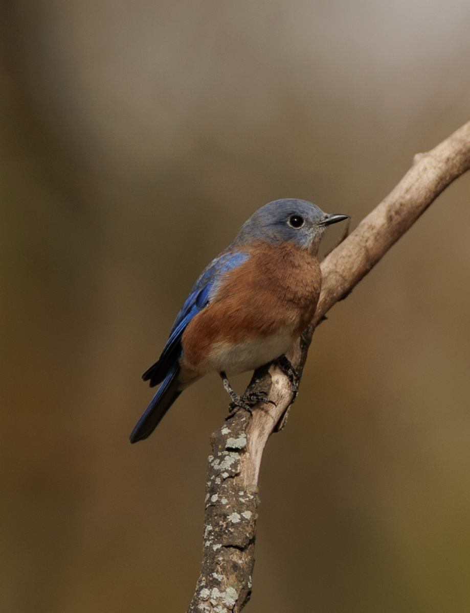 Eastern Bluebird - ML644454544