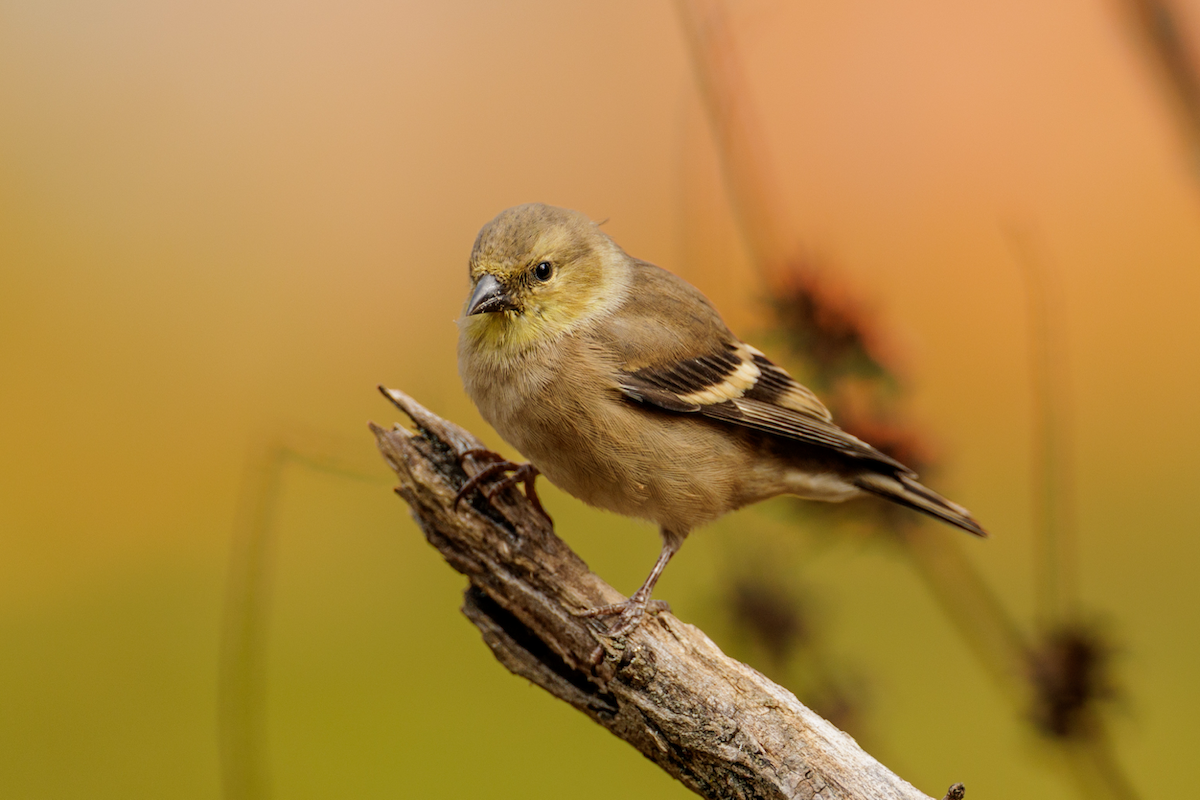 American Goldfinch - ML644454551