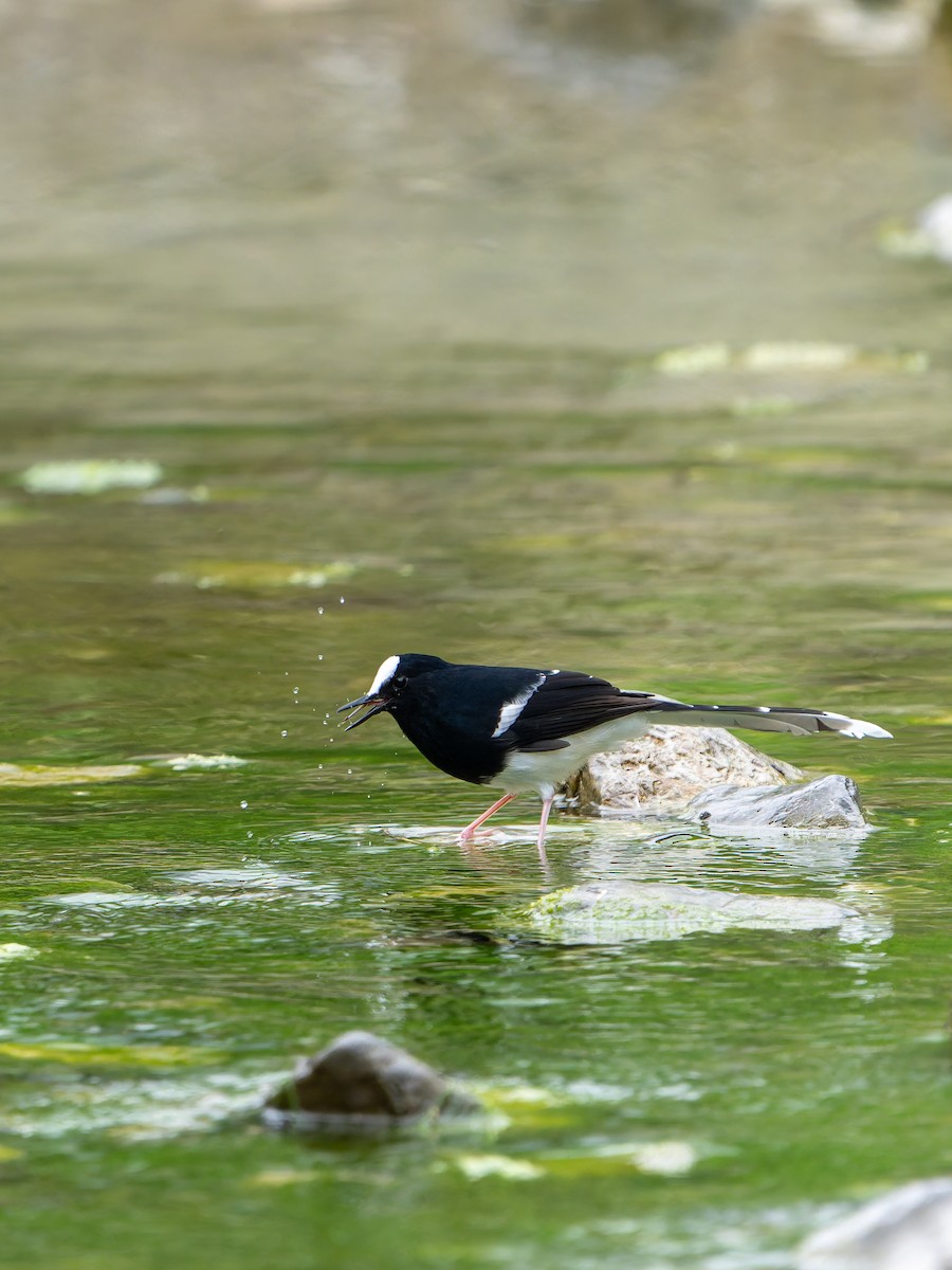 White-crowned Forktail - ML644454555