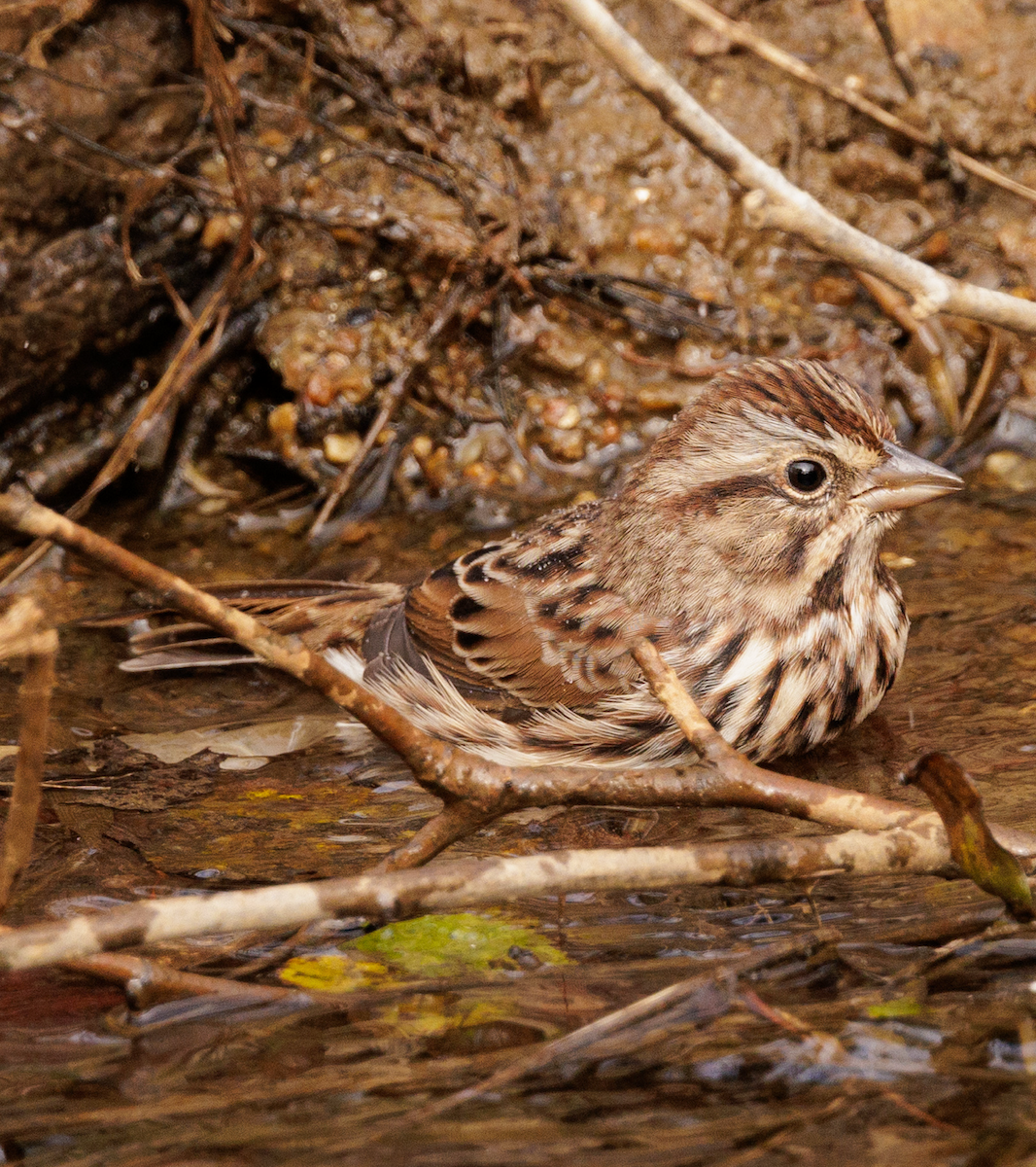 Song Sparrow - ML644454556