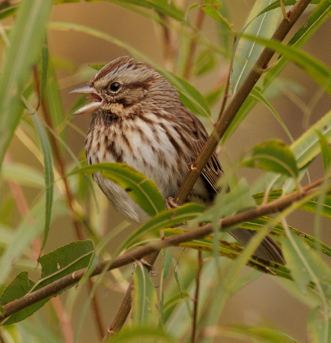 Song Sparrow - ML644454557