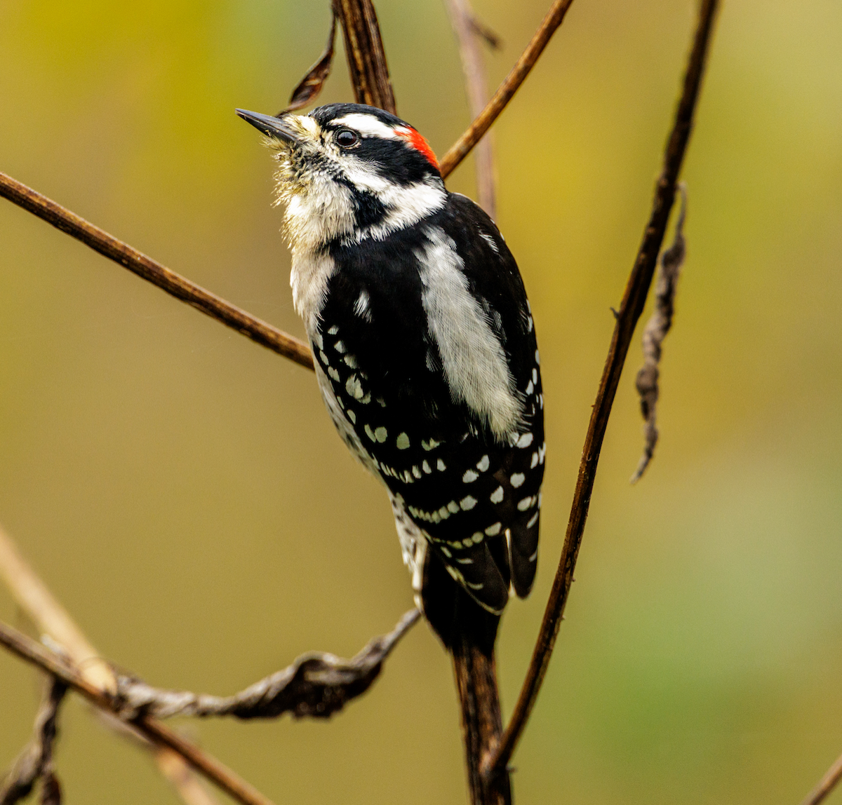Downy Woodpecker - ML644454565