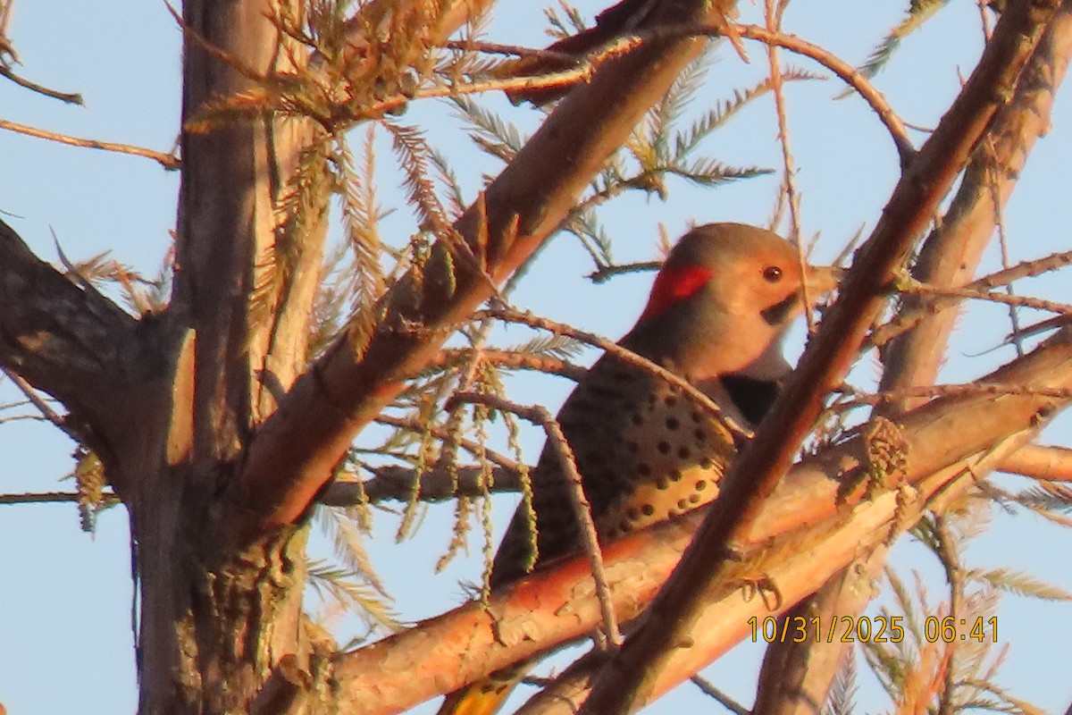 Goldspecht - ML644454568