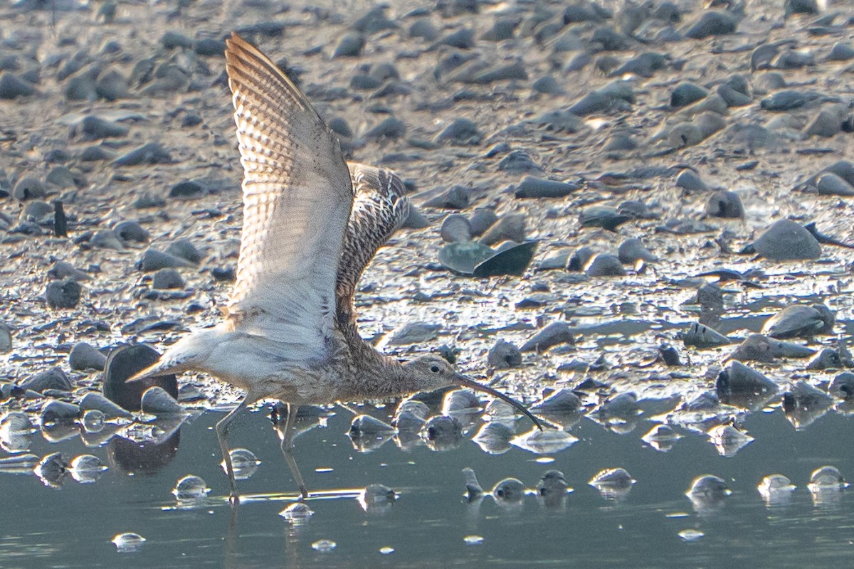 ダイシャクシギ - ML644454573