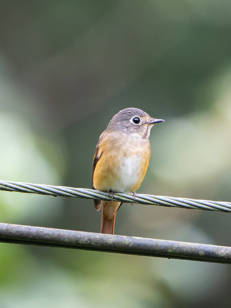 Ferruginous Flycatcher - ML644454580
