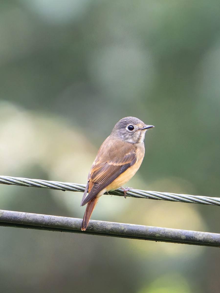Ferruginous Flycatcher - ML644454581
