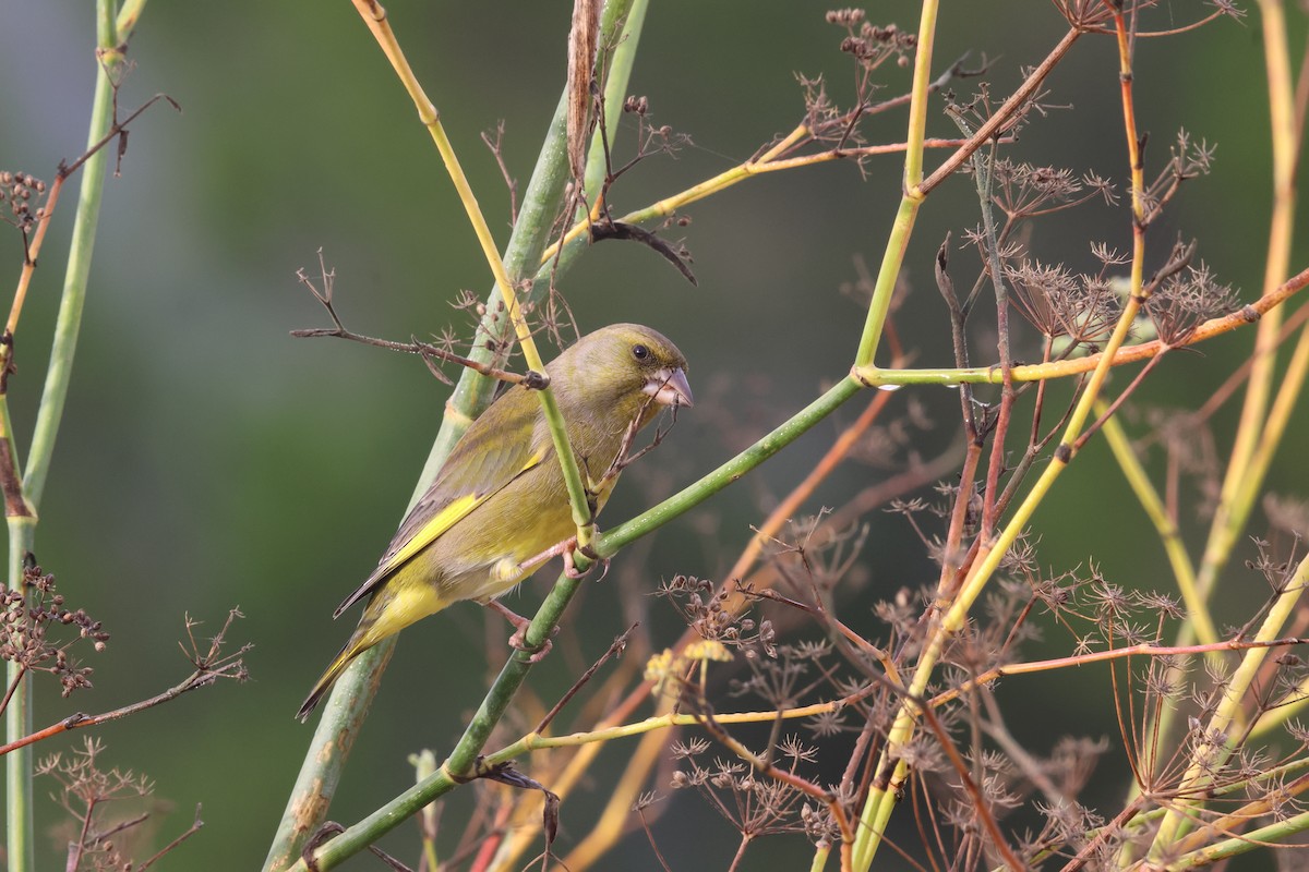 zvonek zelený - ML644454582