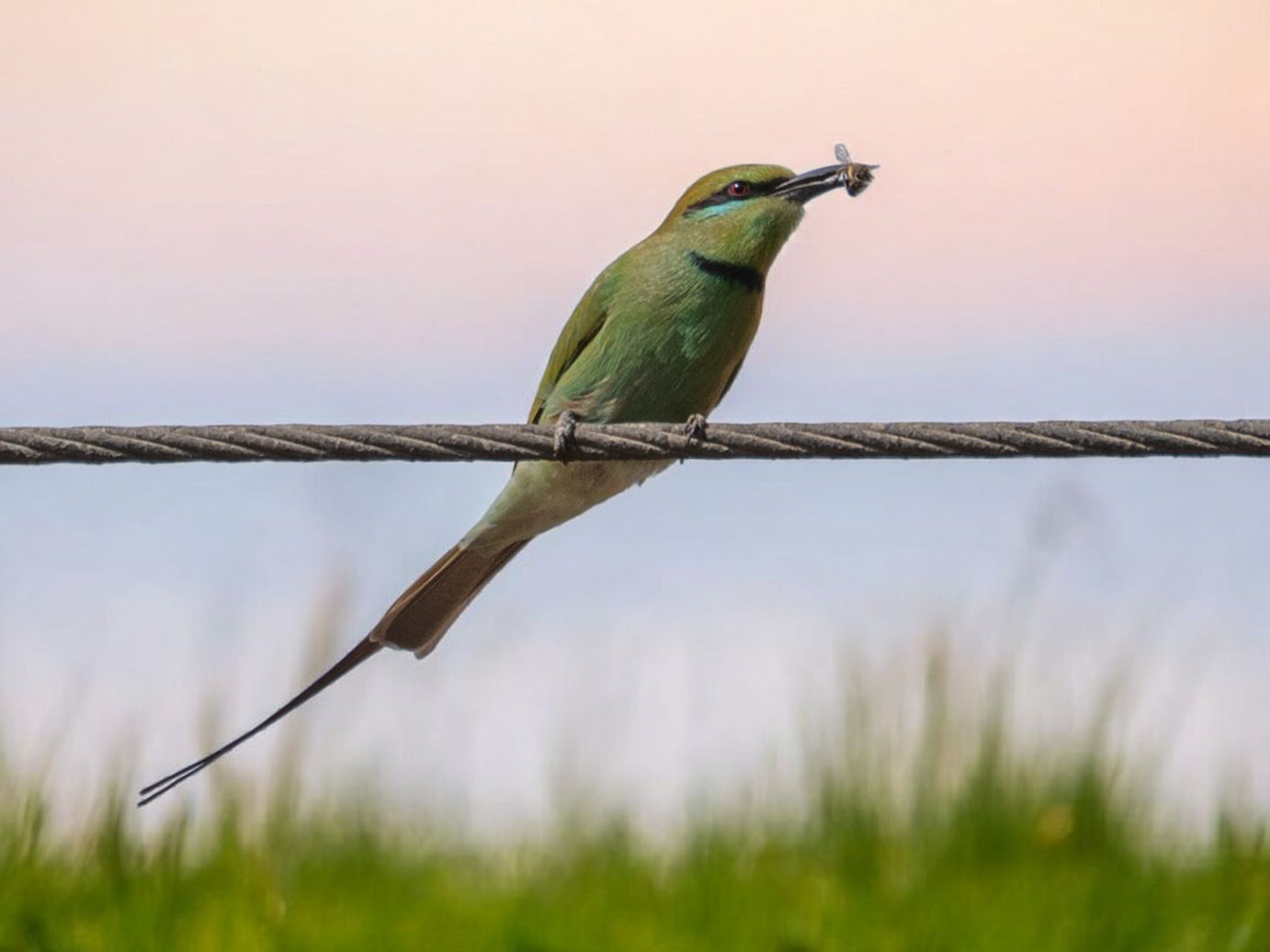 African Green Bee-eater - ML644454588