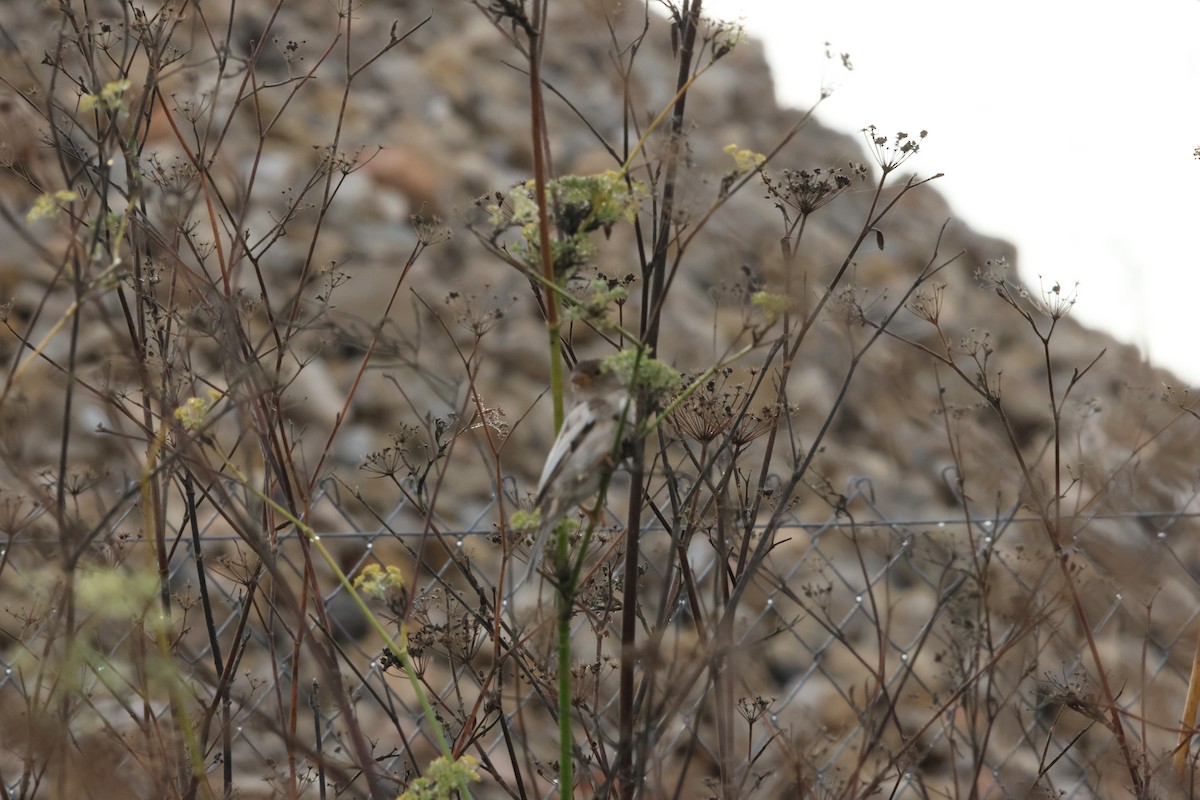 Оронгийн бор шувуу - ML644454591