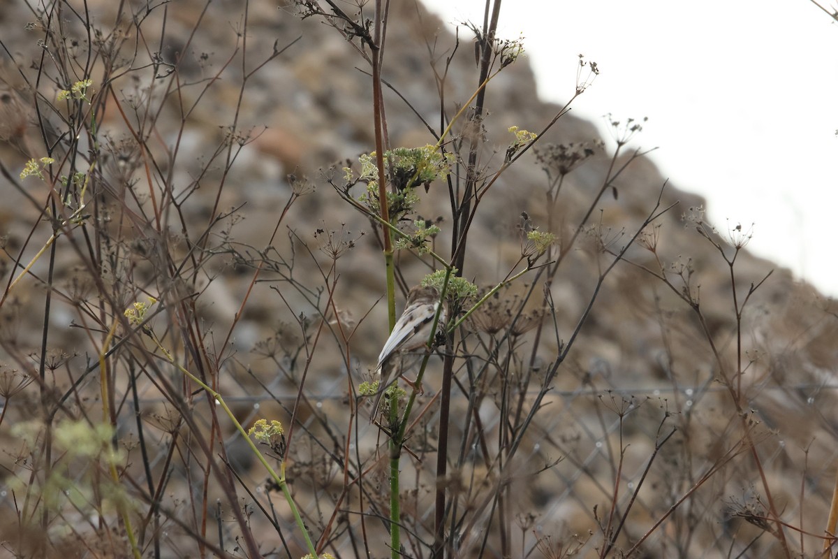 Оронгийн бор шувуу - ML644454592