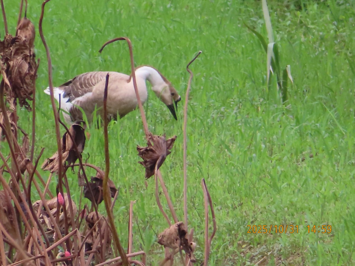 Domestic goose sp. (Domestic type) - ML644454596