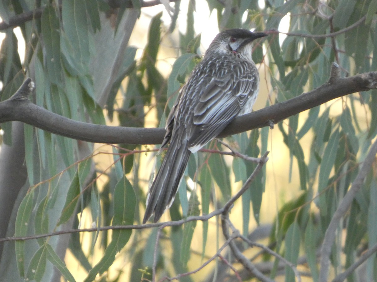 Red Wattlebird - ML644454599
