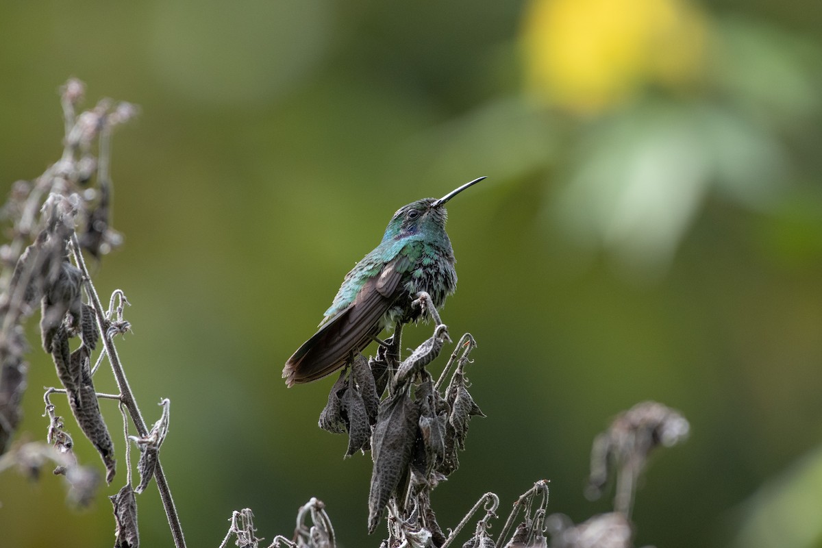 Lesser Violetear - ML644454603