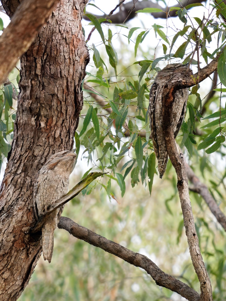 uglefroskemunn - ML644454613